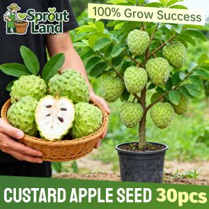 [Beginners Easy Grow] Fresh Annona Squamosa Custard Apple Seeds for Plating Fruit Plants (30 Seed) High Yield Sugar Apple Dwarf Fruit Tree for Pots Sweetsop Seeds Tropical Fruit Tree Seeds Non-GMO Heirloom Fruit Seeds Exotic Edible Plant Balcony Garden