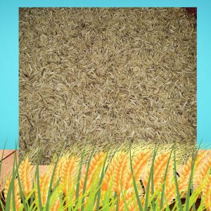 Vỏ trấu khô phân bón ủ cây trồng ủ vật nuôi chất đốt