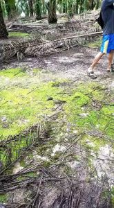 EGREK SUPER BAJA SAWIT TINGGI