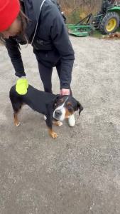 TiCK MiTT Yellow Tick Removal for Humans & Pets - Safely Remove Ticks Effortlessly Chemical-Free Durable Portable Tick Management Tool for Outdoor Adventures & Everyday Use