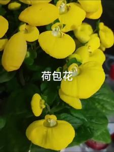 蒲包花种子四季易种荷包花混合家庭阳台绿植花卉花草进口春秋种籽