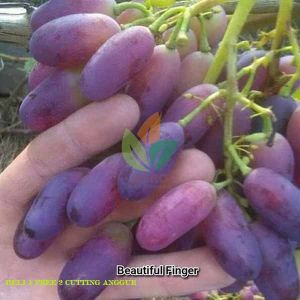 Bibit Anggur Import Beatiful FInger Garansi Valid 100%