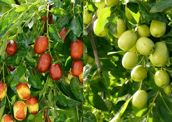 Ăn hồng táo có tốt không? Ăn hồng táo có tốt không?