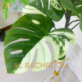 TANAMAN ARTIFICIAL MONSTERA JUMBO 110 CM B8217 HIASAN RUMAH KANTOR. 