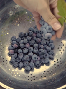 Dried Wild Blueberry (100g/250g) All Natural Dried Blue Berries Antioxidants