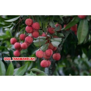 Bibit Leci Merah Jumbo Hasil Cangkok Cepat Berbuah lecikom super cangkok