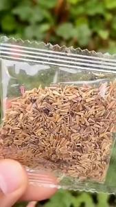 เก๊กฮวยสี่ฤดู เก๊กฮวยกลีบคู่ สำหรับสวนระเบียง ปลูกง่าย