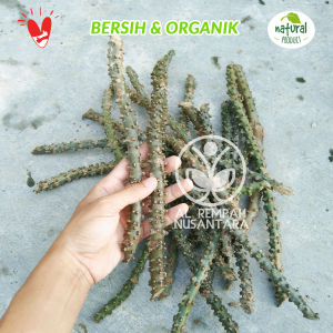 Brotowali Bratawali akar ali-ali Segar Gunung Kidul 1 KG