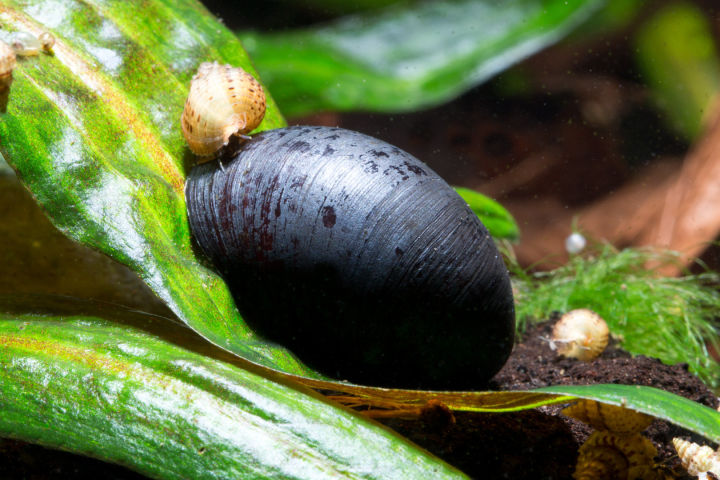 【Su's Aquatic】HELMET SNAIL - 黑金刚螺【5 PCs】【 #PDSA8291 】 | Lazada