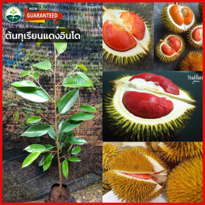 🌟 ต้นทุเรียนแดงอินโด ทุเรียนต้นกล้าเสียบยอดสูง 60 - 80 ซม. 💯 ขึ้นชื่อนำเข้าจากอินโดนีเซียอร่อย แปลกใหม่ ผลไม้เร็ว