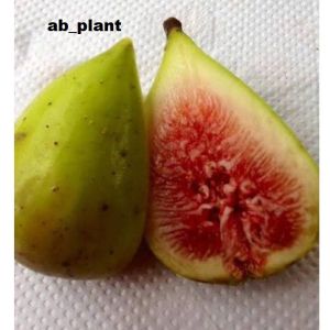 Bibit Buah Tin Jenis Serafino Super Valid