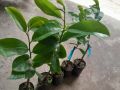 Cây giống Mãng Cầu Xiêm Thái ( mãng cầu gai), cây giao như ảnh chụp. 