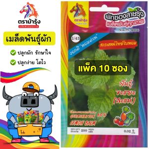 RAINBOWHORSE สาระแหน่ Z1/43 ไทยโบราณ เมล็ดพันธุ์ สาระแหน่ * แพ็ค 10 ซอง * เมล็ดพันธุ์  เมล็ดพันธุ์ผัก เมล็ดพันธุ์ ผักสวนครัว