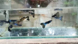 Guppy Mix Moscow Blueblack&green 2 ekor  Promosi