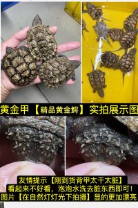 (高端精品龟)鳄龟爆刺鳄鱼龟幼苗杂佛正宗纯佛宠物龟凶猛小乌龟活体北美小鳄龟
