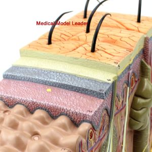Mô hình giải phẫu da người