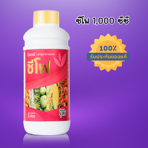 ปุ๋ยน้ำบำรุงระยะติดผล ผลใหญ่ ขั้วเหนียว รสชาติดี ผลไม่ร่วงง่าย แป้งเยอะ ปุ๋ยน้ำซีโฟ ขนาด 1 ลิตร เอฟอช