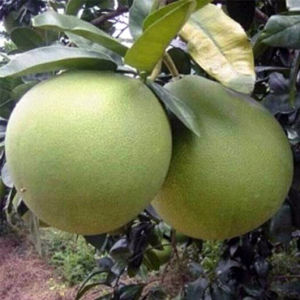 Bibit Jeruk Bali Super Manis