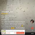 obat kutu kucing tabur paling ampuh. 