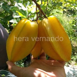 Bibit Belimbing Madu Jumbo Super Okulasi