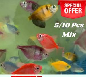 9lo fish Tetra Ikan Hiasan Life Fish Aquarium
