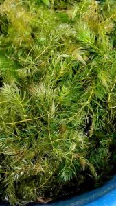 สาหร่ายพุงชะโด สาหร่ายน้ำจืดแม่พันธ์ุ พุงชะโด 300กรัม 39บาท ฟาร์มออแกนิค