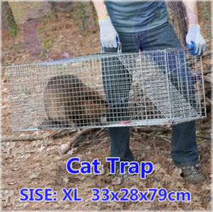 กรงดักแมวCatTrap4You Size XL เหล็กเส้นชุบกาวาไนท์กันสนิม สามารถพับได้ จับแมวจรจัด จับแมว ดักจับแมว ดักจับแมวจร ไล่แมวถาวร ปลอดภัยต่อคนและสัตว์ ใช้งาน จับได้จริง ไล่แมวแบบถาวร แข็งแรง ทนทาน ทนแรงกระชาก กรงแมว กับดักแมว