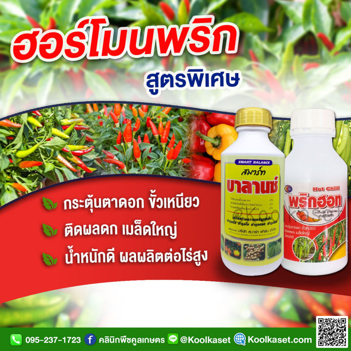 คูลเกษตร KK329.1 ฮอร์โมนพริก ขั้วเหนียว