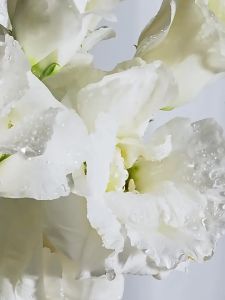 Bibeya Five Dimensions C Specializing in Hydrating Masks for Moisturizing Brightening Skin Tone and Overnight Repair Skincare Products [ Free Shipping ]