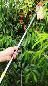 Dụng Cụ Gậy Sào Sào Rút inox Cán Inox Cán Vợt Có Tay Cầm Cao Su Hái Trái Cây Trên Cao