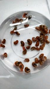 Apple Snail (Tank Cleaner)