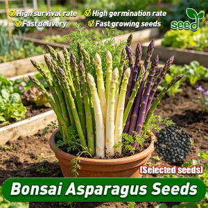 [Selected Seeds] 100% Original  Asparagus Seeds for Planting (Green PurpleWhite) High Yield F1 Asparagus Seeds Balcony Potted Asparagus Live Plant Seeds Vegetables Seeds for Gardening Bonsai Vegetable Seed Veggies Seedlings Easy To Grow in Philippines