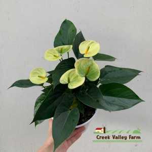 [Live Plant] CVF Anthurium Vanilla Netherlands |  | 溪谷农场 荷兰 香草色火鹤花