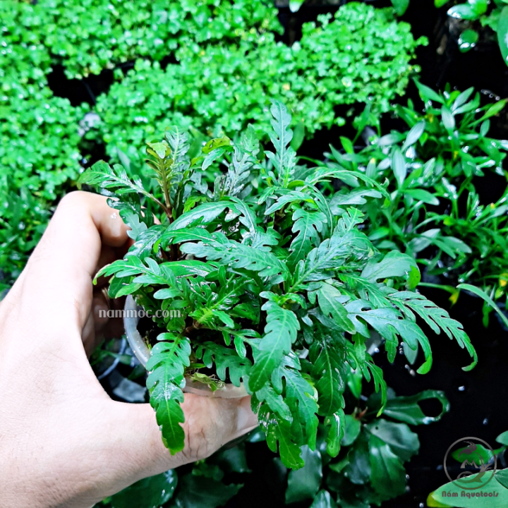Cây Liễu Răng Cưa (Lá cạn) | Cây thuỷ sinh trung, hậu cảnh | Lazada.vn