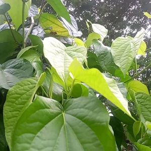 daun sirih hijau segar herbal organik alami 20 gram