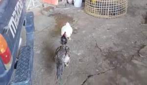 ไข่เชื้อไก่ชน - พม่าม้าล่อ พม่าเเข้งหน้า เจ้ามังกรขาว รับประกันเชื้อ - ร้านจัดส่งไว