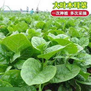 Large-leaf wood ear lettuce creamy wood ear lettuce small green vegetables four-season vegetables