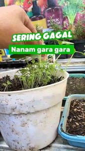 INFARM - Benih Cabai Merah Besar King Cha Benih Unggul Cabe Merah Besar Bibit Super Cabe Merah Rasa Pedas Bibit Mudah Tumbuh Lebat Daya Tumbuh Tinggi Benih Berkualitas Premium Tahan Hama dan Cuaca Cocok untuk Tanam di Kebun