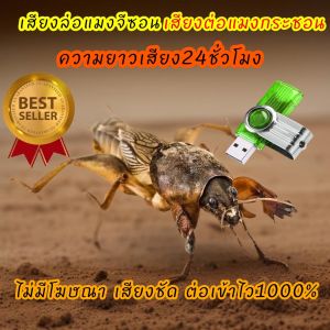 เสียงต่อแมงกระชอน24ชม. แฟลชไดร์ฟเสียงต่อแมงกระชอน แมงจีซอน แมงกิซอน ไม่มีโฆษณาแทรก ชัดแจ๋ว 100%