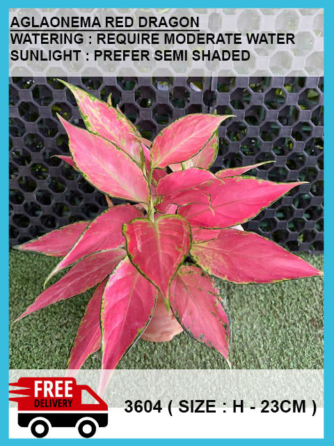 AGLAONEMA RED DRAGON | Lazada