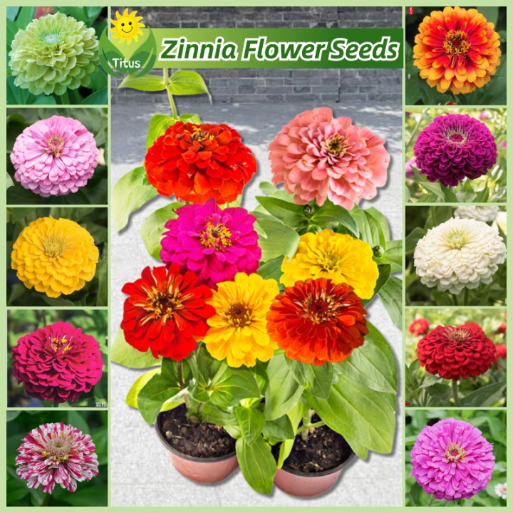 100 Legit Bonsai Zinnia Flower Seeds for Planting & Gardening (150pcs
