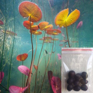 Hạt Giống Cây Thủy Sinhnảy mầm 100% ( Cỏ Tình Yêu Cỏ May MắnTrân Châu Ngọc Trai Ngưu Mao Chiên)