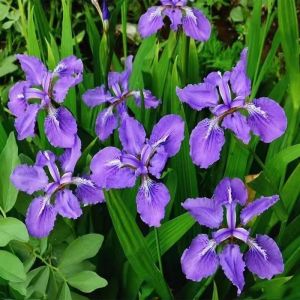 Orchid Iris Potted Plant Phalaenopsis Potted Plant Evergreen Courtyard Green Plant Potted Plant Easy to Seed Flower Purple Iris Flower Cold Resistant