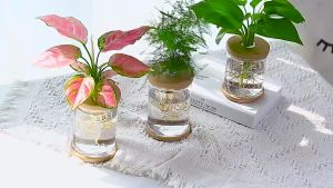 Water Plant Pot Plastic Transparent Hydroponic Small Pots for Indoor Water Garden or Plants Lazy Flower Pot Automatic Water Absorbing Self-Watering Flowerpot Soilless Planting Gardening Planter Home Decor