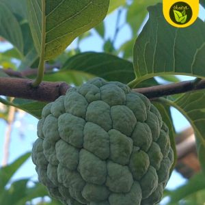 Atis Sugar Apple Sweet Fruit Binhi Pantanim Outdoor Plant Fruit Bearing Tree