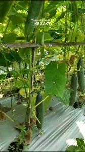 (COD) Benih Timun BESAR LURUS Hibrida F1 KE ZAKY 20 gram (±880 biji) Tahan Virus Kulit Hijau Gelap Benih Premium | Bibit Ketimun Rujak Besar | Biji Mentimun Hijau Gelap | Timun Jepang Panjang Super | Timun Metavi | Timun Hercules Timun Mira