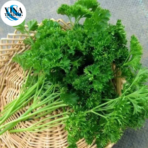 Curled Parsley Seeds - (100SEEDS) Moss Curled Parsley Seeds