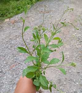 Daun Sawi Langit Segar / Obat Herbal Daun Sawi Langit Segar