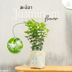 Treeno.9 T199 มะลิลา กลิ่นหอมมาก (Jasminum) ถุงขาว 8 นิ้ว / สูง 30-50 ซม. / ไม้ประดับ ไม้มงคล (ต้นไม้)