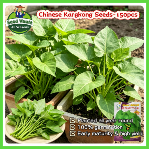 Fast Growing 150pcs Fresh Chinese Upland Kangkong Seeds for Planting Vegetables High Yield Big Leaf Water Spinach Seeds Organic Vegetables Seeds for Gardening Balcony Bonsai Water Spinach Seedlings Vegetable Live Plants Seeds Condor Seeds Easy To Grow